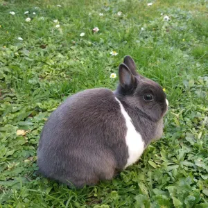 Aide aux devoirs/aide en anglais