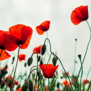 Cours d'arabe tous les niveaux Français débutant.