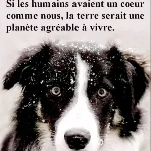 Amoureuse des animaux, je suis disponible 