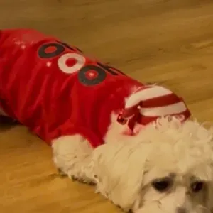 À la recherche d' un pet siter pour mon petit chien 