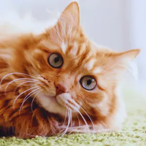 Pet-Sitter à Paris et aux alentours :))