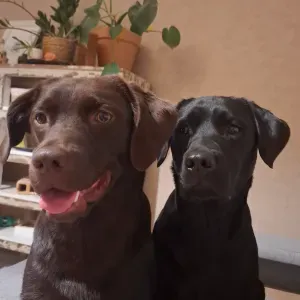Pet sitter et plus 🤗 au plaisir de vous rencontrer 
