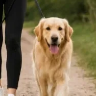 Pâte canin pôrt Jérôme sur scène 76