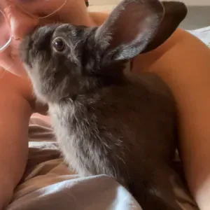 petsitter a brescia per cavie, gatti, cani e altri animali 