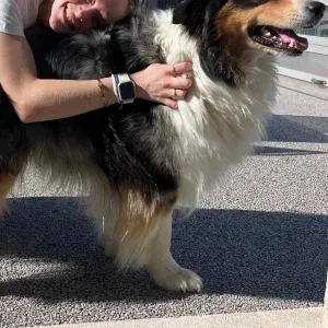 Pet-Sitter à Sierentz et alentours