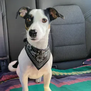 Aderto alle pulizie a vt