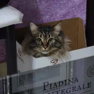 Pet sitting Palermo e dintorni 