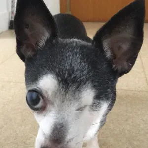 Personne expérimentée et passionnée pour votre animal.