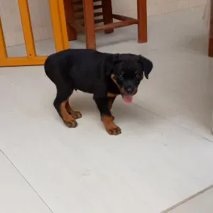 Pet-Sitter à Cergy, la meilleure amie de vos précieux amis