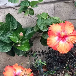 Busco persona de limpieza en La Línea de la Concepción