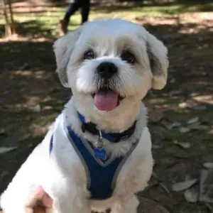 À procura de Pet sitter