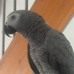 Amie câline pour vos boules de poils