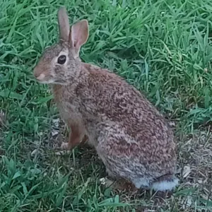 Pet sitting in provincia di Novara 