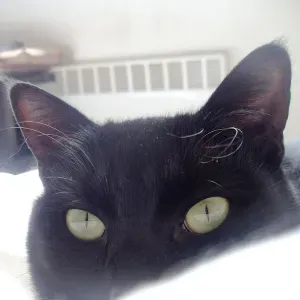 Offre d'emploi pour un(e) femme de ménage àColombes