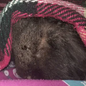 Pet Sitting a Rozzano e dintorni 