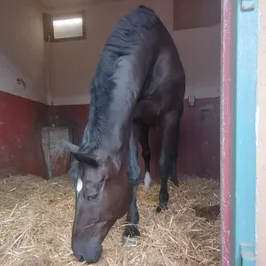 Job d été j ai 16 ans passionné d animaux 