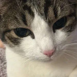 Offerta di lavoro per pulizie a Vimodrone