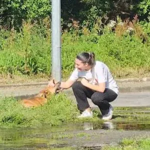 Pet Sitting Guimarães - Sábados