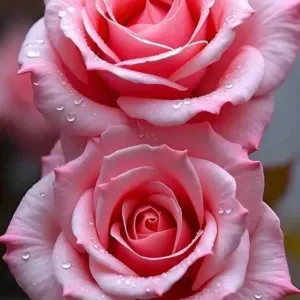 Femme de ménage - en activité 