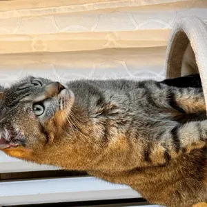 Je cherche une femme de ménage à domicile