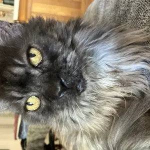 Recherche catsitter pour garde de 2 chattes