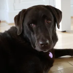 Garde occasionnelle soir et sorties de classe