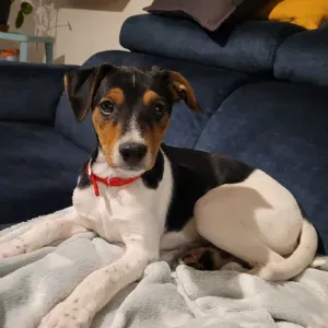 A la recherche d'un/e petsitter