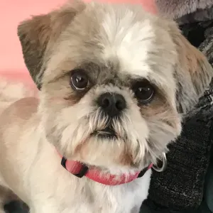 Je cherche un(e) petsitter près de chez moi