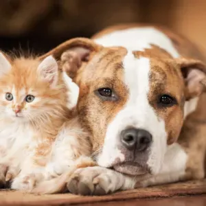 Lycéenne Disponible pour Garde d'Enfants