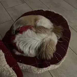 Besoin d'aide en littérature allemande et dissertations