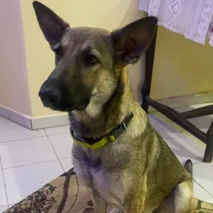 Pet-sitter à Grenoble avec une très longue expérience.