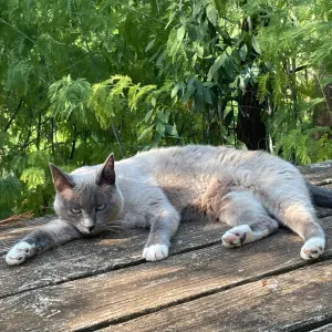 Je prends soin de vos compagnons à 4 pattes chat, chien 🐾