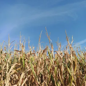 Catsitter, catsitter, catsitter 