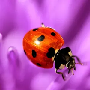 Emprego de petsitter em Nelas