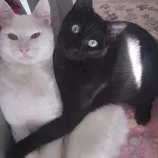 Pension, garde pour chats