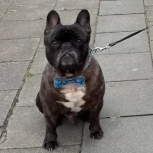 Offre d'emploi pour un(e) petsitter à Woluwé-Saint-Pierre