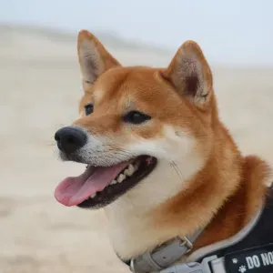 Procuro um petsitter perto de mim