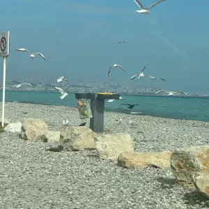 Dame de compagnie sur la zone des Alpes maritimes 