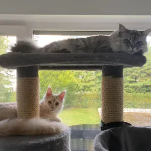 A la rexher d'un cat sitter