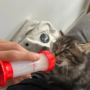 pet-sitter à chalon sur saône et aux alentours !  