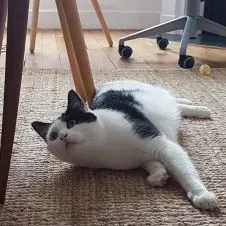 Pet-sitter à Parie et banlieue parisienne