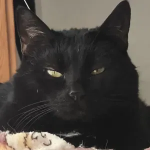 Aide a domicile , ménage , repassage , courses 