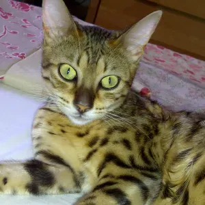passage quotidien à domicile pour mon chat