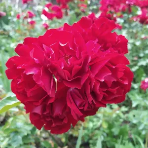 Posizione per Petsitter a Novara