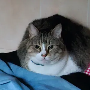 Pet sitter sur ballan Miré et joués les tours