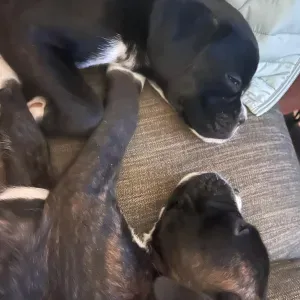 Puppy sitting for a long weekend.