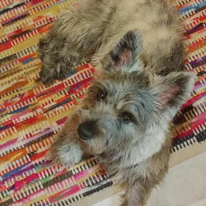 Je recherche un Dog-walker pour mon Cairn-Terrier