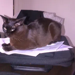 Recherche pet sitter pour 4 jours du 23 au 27 Octobre