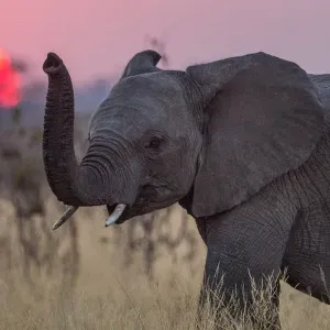 Babysitter de confiance - Villeparisis