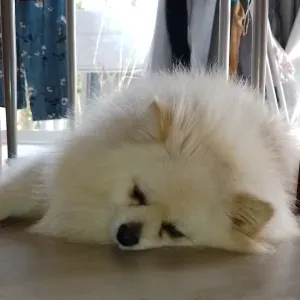 Recherche pet sitter pour promenade quotidienne